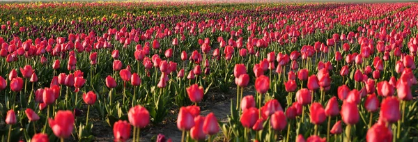 Campo com belas tulipas frescas. Flores em flor — Fotografia de Stock