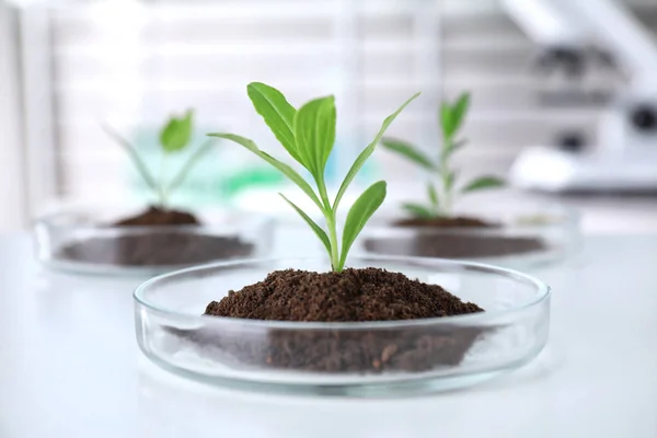 Green plant in Petri dish on table in laboratory. Biological chemistry — Stock Photo, Image