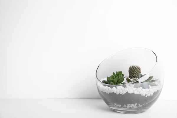 Florarium en verre avec différents succulents sur fond blanc — Photo