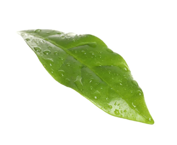 Folha de café verde fresco com gotas de água isoladas em branco — Fotografia de Stock