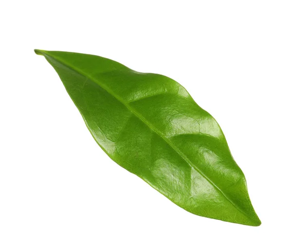 Folha de café verde fresco isolado em branco — Fotografia de Stock
