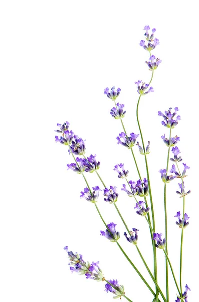 Krásný levandulový květ na bílém pozadí, pohled shora — Stock fotografie