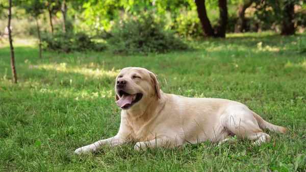 Labrador dourado bonito Retriever na grama verde no parque de verão — Fotografia de Stock