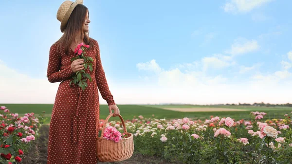 Wanita dengan keranjang mawar di bidang mekar yang indah — Stok Foto