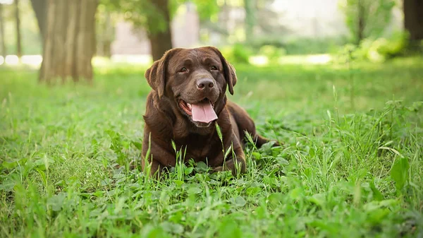 公園の緑の草の上に横たわっているかわいいチョコレートラブラドールレトリバー犬 — ストック写真