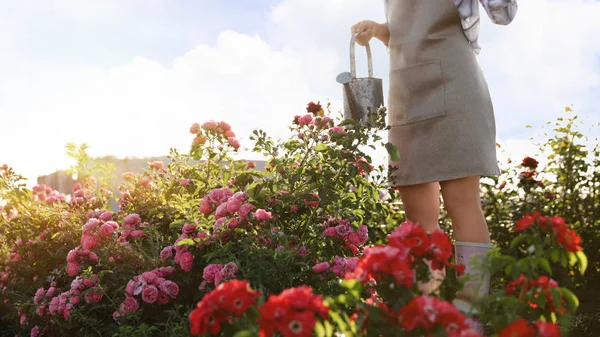 Wanita dengan air bisa dekat semak mawar di luar ruangan. Alat berkebun — Stok Foto
