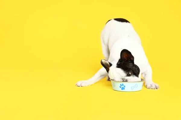 French bulldog eating food from bowl on yellow background. Space for text