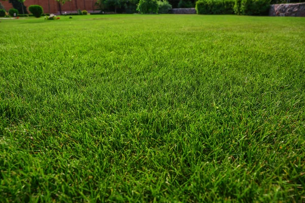 晴れた日に緑豊かな芝生、クローズアップ。ガーデニングと造園 — ストック写真