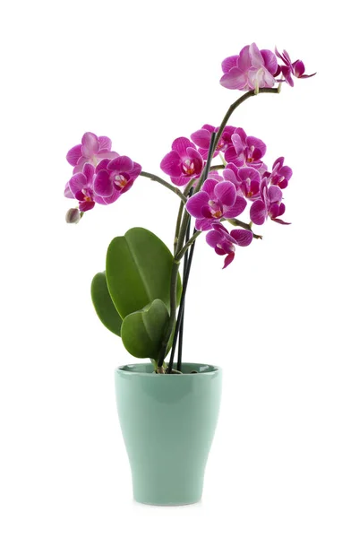 Bela flor de orquídea tropical em vaso no fundo branco — Fotografia de Stock