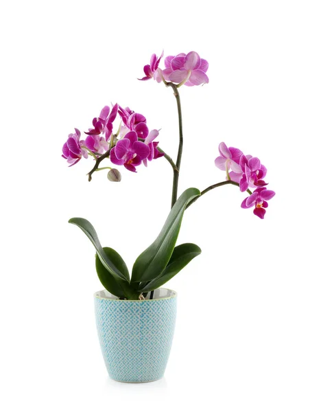 Hermosa flor de orquídea tropical en maceta sobre fondo blanco —  Fotos de Stock
