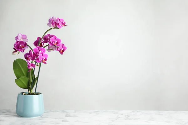 Bellissimo fiore di orchidea tropicale in vaso su tavolo di marmo sullo sfondo chiaro. Spazio per testo — Foto Stock