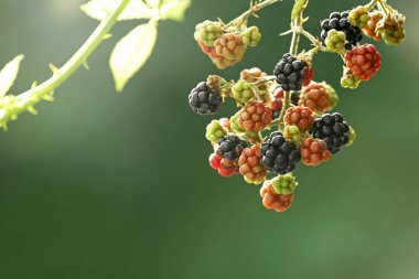 Bulanık arka plan üzerinde olgun ve olgunlaşmamış böğürtlen ile Dal, closeup. Metin için alan