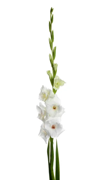 Lindas flores frescas de gladíolo no fundo branco — Fotografia de Stock