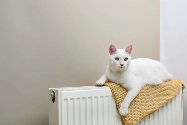 Χαριτωμένο λευκό γάτα στο καλοριφέρ θέρμανσης με καρό κοντά φως τοίχο — Φωτογραφία Αρχείου
