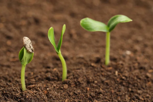 Pequeñas plántulas verdes creciendo en suelo fértil —  Fotos de Stock