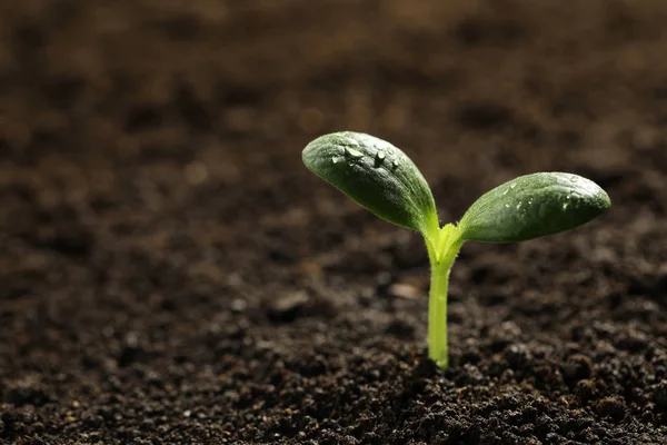 Planta cultivada de sementes verde com gotas de água em folhas que crescem no solo, close up. Espaço para texto — Fotografia de Stock