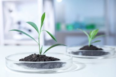 Laboratuar masasında Petri yemeklerinde toprak ile yeşil bitkiler. Biyolojik Kimya