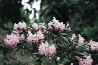 Botanik bahçesinde güzel küçük tropikal çiçekler, closeup