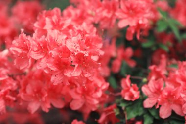 Botanik bahçesinde güzel küçük tropikal çiçekler, closeup. Metin için alan