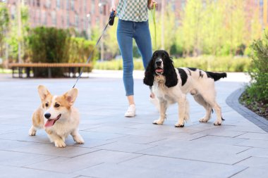 Kadın Pembroke Galler Corgi ve İngilizce Springer Spaniel köpekler açık havada yürüyüş