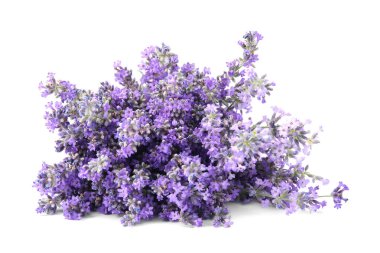 Beyaz arka planda güzel ihale lavanta çiçekleri