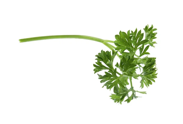 Frische grüne Bio-Petersilie auf weißem Hintergrund — Stockfoto