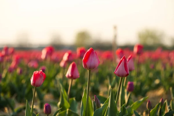 Campo com belas tulipas frescas. Flores em flor — Fotografia de Stock