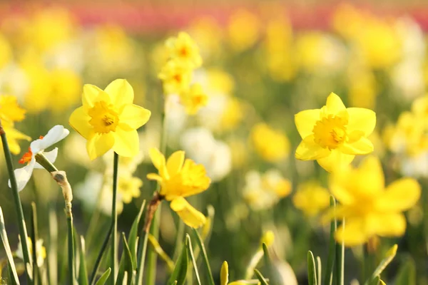 Fält med färska vackra Narcissus blommor på solig dag — Stockfoto