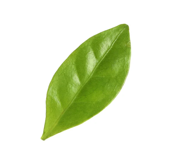 Färskt grönt kaffe blad isolerat på vitt — Stockfoto