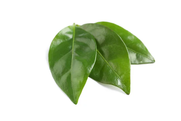 Φρέσκο πράσινο καφέ φύλλα απομονωθεί σε λευκό — Φωτογραφία Αρχείου
