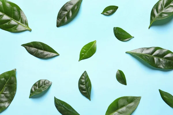 Fresh green coffee leaves on light blue background, flat lay