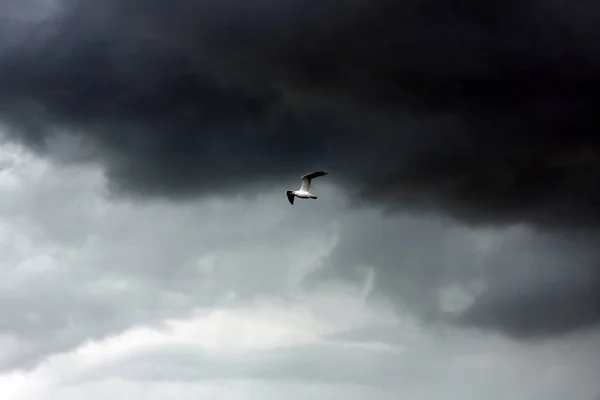 Himmel med tunga regniga moln och flygande fågel på grå dag — Stockfoto