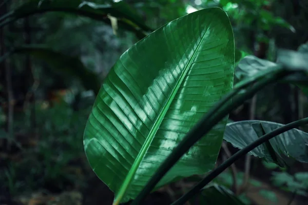 Красивий тропічний зелений лист в ботанічному саду — стокове фото