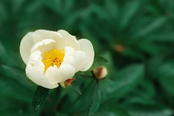 Beautiful tropical flower in botanical garden, closeup. Space for text — Stock Photo, Image