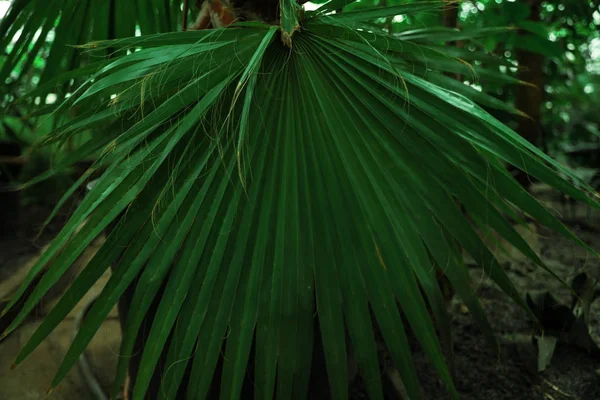 Hermosa hoja verde tropical en el jardín botánico, primer plano —  Fotos de Stock