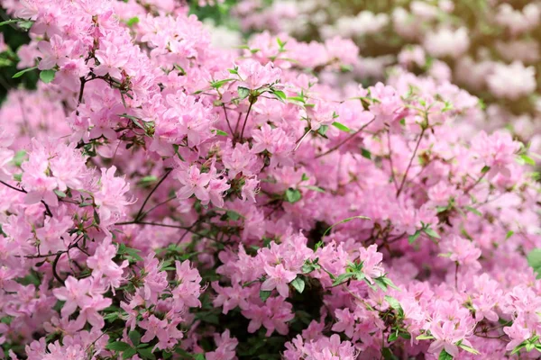 Schöne winzige tropische Blumen im botanischen Garten, Nahaufnahme — Stockfoto