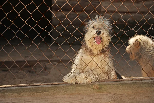 Jaula con perros sin hogar en refugio de animales, espacio para texto. Concepto de voluntariado — Foto de Stock