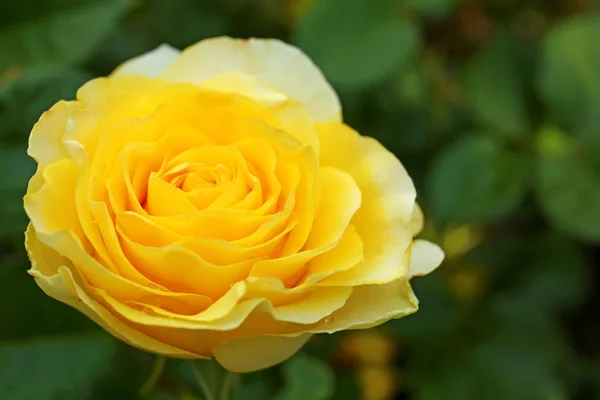 Hermosa rosa floreciente en el jardín en el día de verano, primer plano. Espacio para texto — Foto de Stock