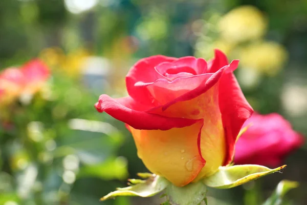 Hermosa rosa en flor en el jardín verde en el día de verano, vista de primer plano. Espacio para texto — Foto de Stock