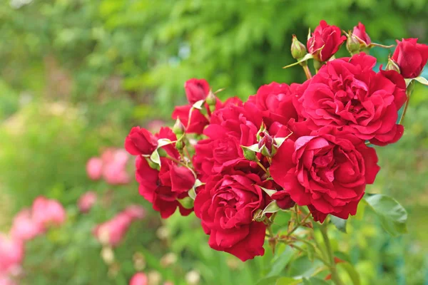 Hermosas rosas florecientes en el jardín verde en el día de verano. Espacio para texto — Foto de Stock