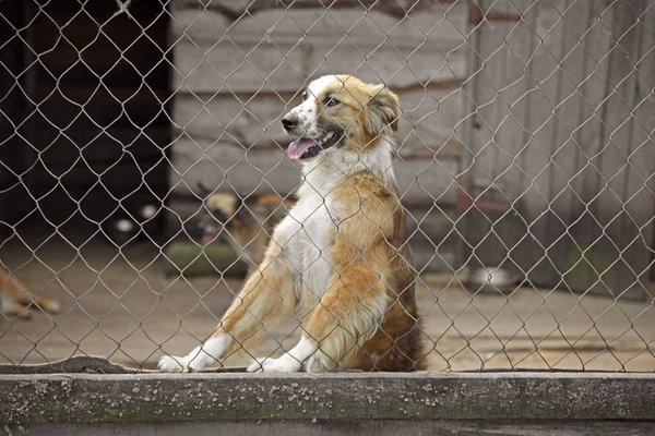 Gaiola com cães sem abrigo no abrigo de animais. Conceito de voluntariado — Fotografia de Stock