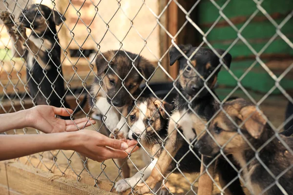 Mujer cerca de la jaula con perros sin hogar en refugio de animales, primer plano. Concepto de voluntariado — Foto de Stock