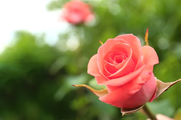 Hermosa rosa en flor en el jardín, vista de primer plano. Espacio para texto — Foto de Stock