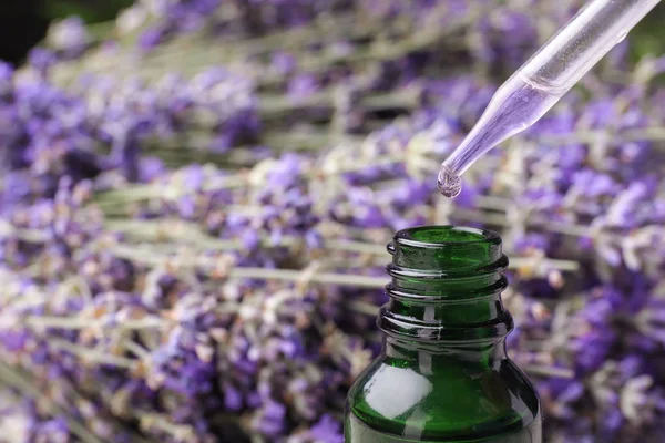 Natural essential oil dripping from pipette into bottle against lavender flowers, closeup. Space for text