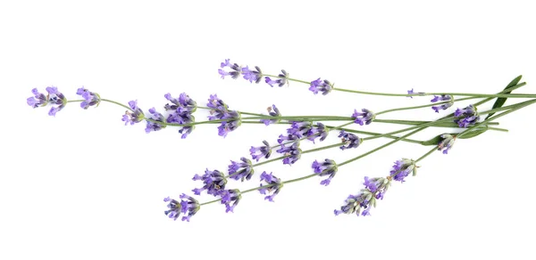 Vackra anbud lavendel blommor på vit bakgrund — Stockfoto