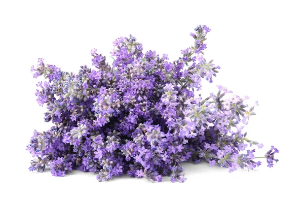 Vackra anbud lavendel blommor på vit bakgrund — Stockfoto