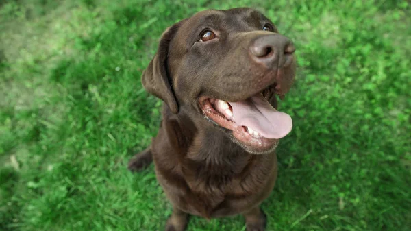 Cute Chocolate Labrador Retriever in green summer park, above view — Stock Photo, Image