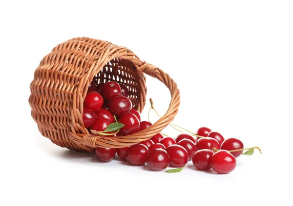 Panier en osier de délicieuses cerises douces mûres sur fond blanc — Photo