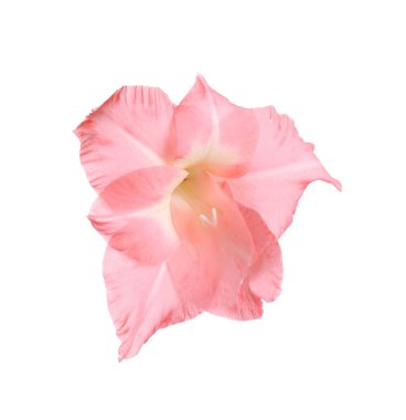 Beyaz arka planda güzel pembe gladiolus çiçeği