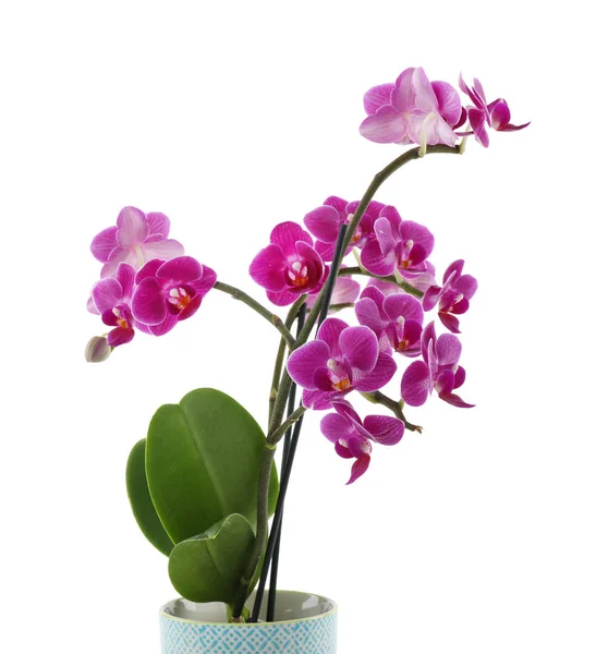 Bellissimo fiore di orchidea tropicale in vaso su sfondo bianco — Foto Stock